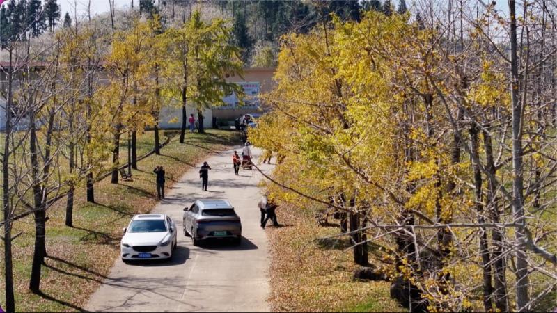 江西全南：初冬“枫”景如画 银杏红枫共绘金色浪漫