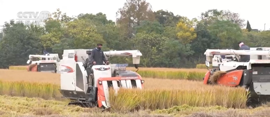 寒潮来袭 多地农业部门全力做好粮食抢收和防寒保暖工作