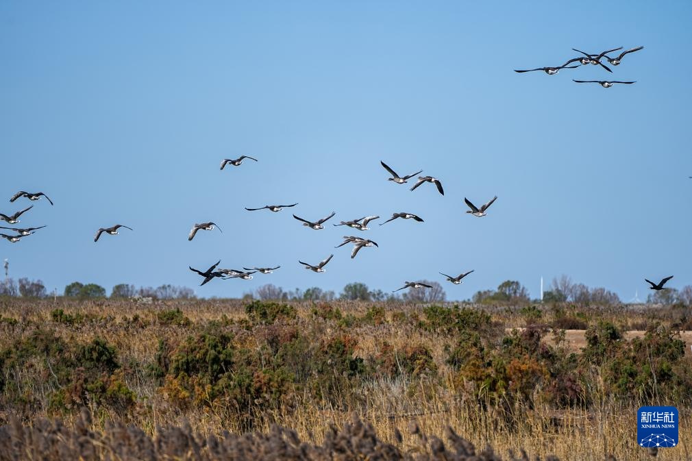 中国之城丨山东东营：河海交汇的湿地之城