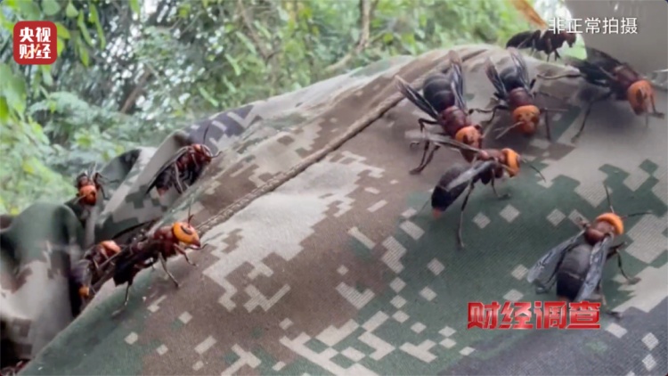 “杀人蜂”竟遭滥养！有人赚得盆满钵满