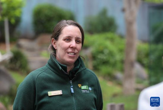 探访旅居澳大利亚的大熊猫“星秋”“怡兰” 探访旅居澳大利亚的大熊猫“星秋”“怡兰”