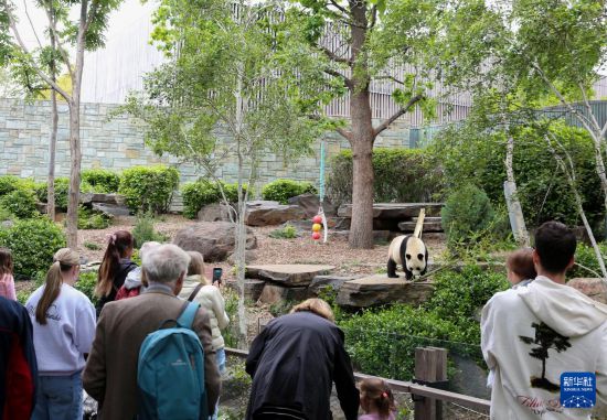 探访旅居澳大利亚的大熊猫“星秋”“怡兰” 探访旅居澳大利亚的大熊猫“星秋”“怡兰”