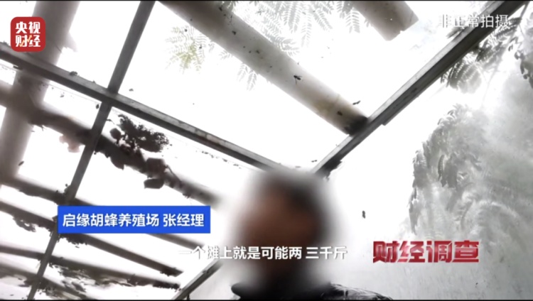 “杀人蜂”竟遭滥养！有人赚得盆满钵满