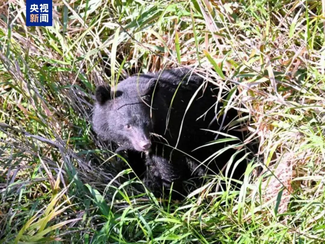 日本熊闯入繁华地区商场，被警察麻醉后杀死！近期它们还闯入新干线、机场……