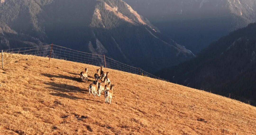 甘肃山丹马场：马鹿、狍鹿、岩羊同框出镜