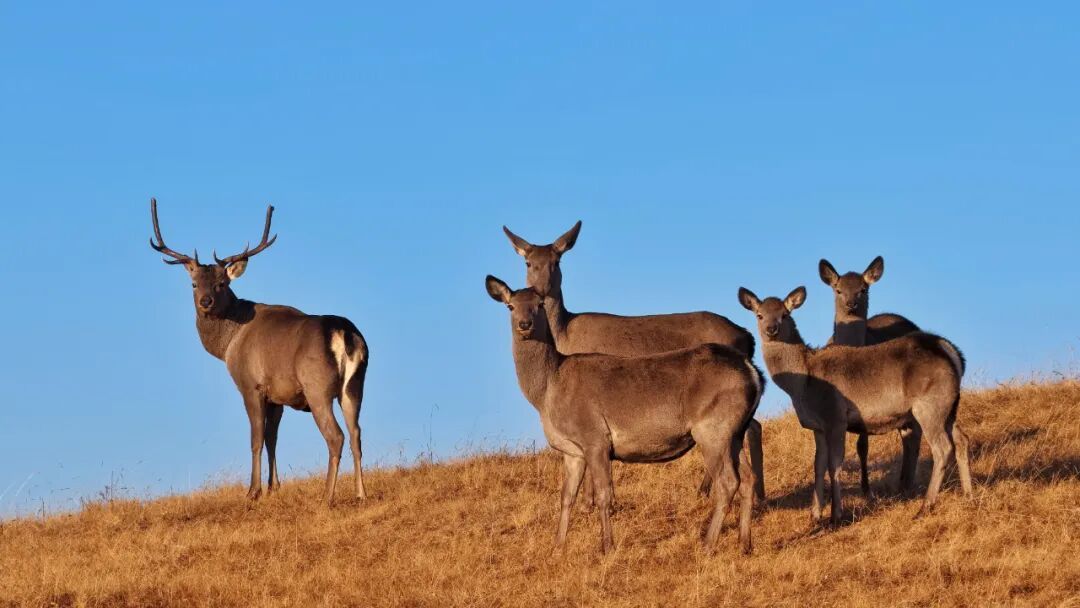 甘肃山丹马场：马鹿、狍鹿、岩羊同框出镜