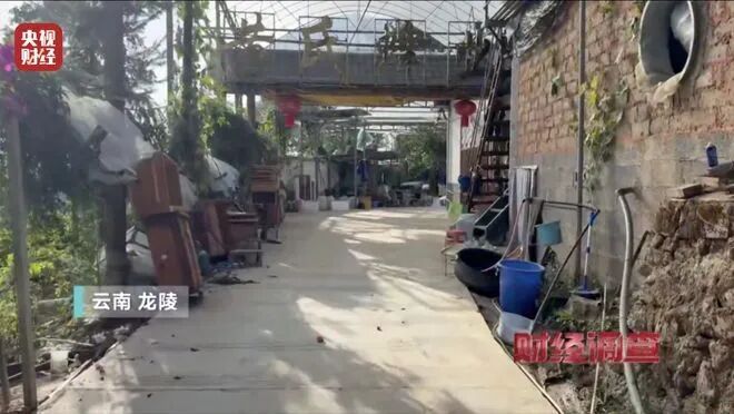 有毒、攻击性极强的“杀人蜂”遭滥养，6666元包教会？总台曝光→