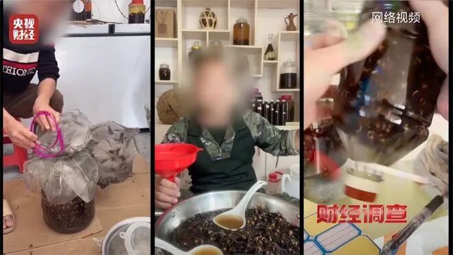 有毒、攻击性极强的“杀人蜂”遭滥养，6666元包教会？总台曝光→