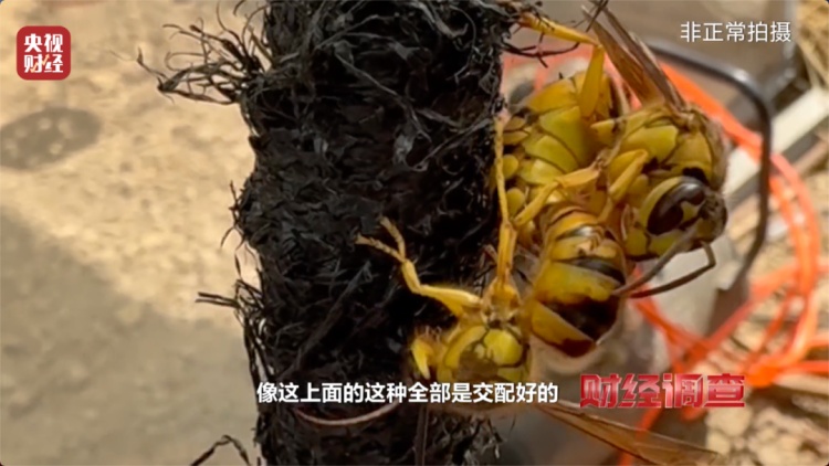 “杀人蜂”竟遭滥养！有人赚得盆满钵满