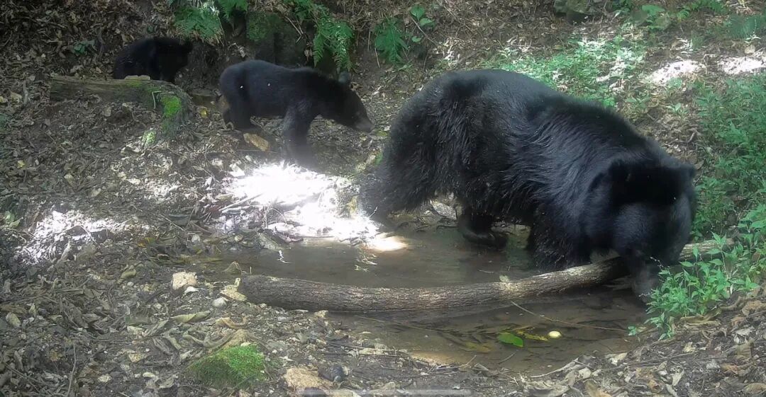 熊出没!还有动物“大狂欢”!就在辽宁的这片森林里! 熊出没!还有动物“大狂欢”!就在辽宁的这片森林里!