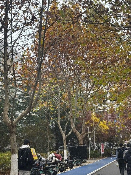 一场雪让烟台成了蓬莱