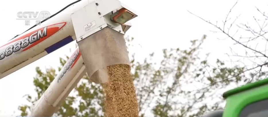 寒潮来袭 多地农业部门全力做好粮食抢收和防寒保暖工作