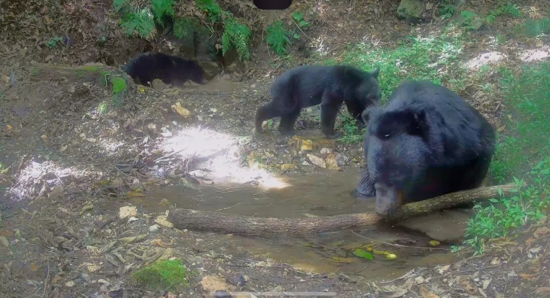 熊出没!还有动物“大狂欢”!就在辽宁的这片森林里! 熊出没!还有动物“大狂欢”!就在辽宁的这片森林里!