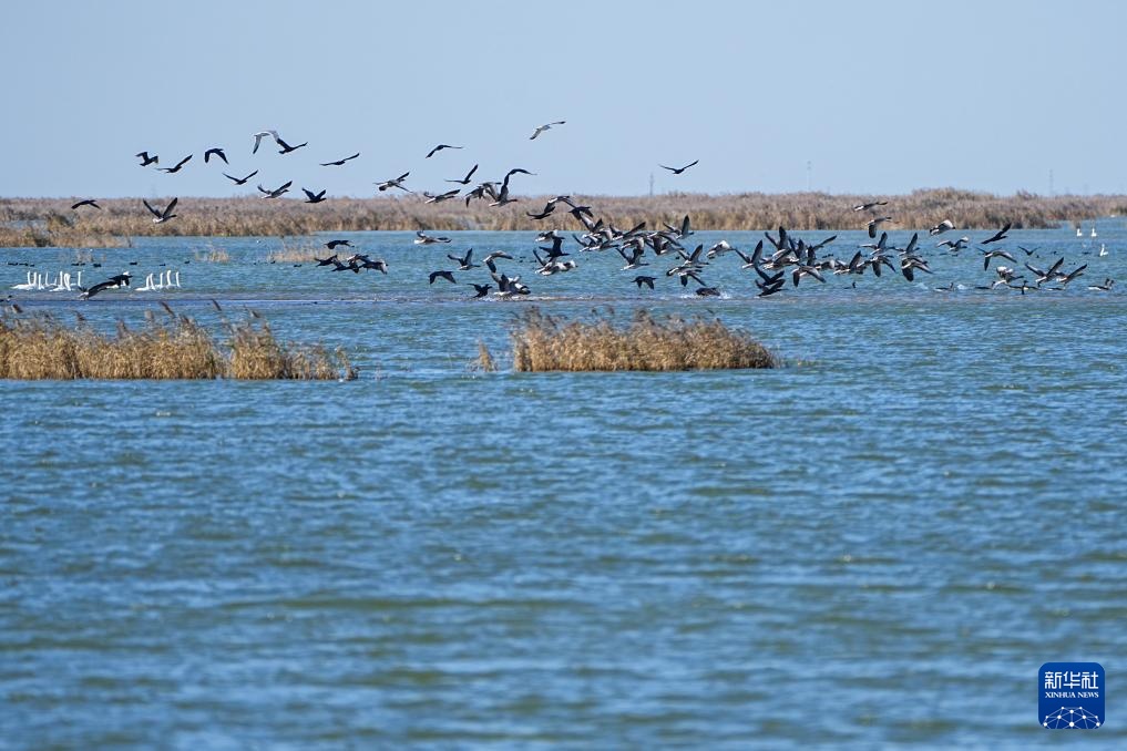 中国之城丨山东东营：河海交汇的湿地之城