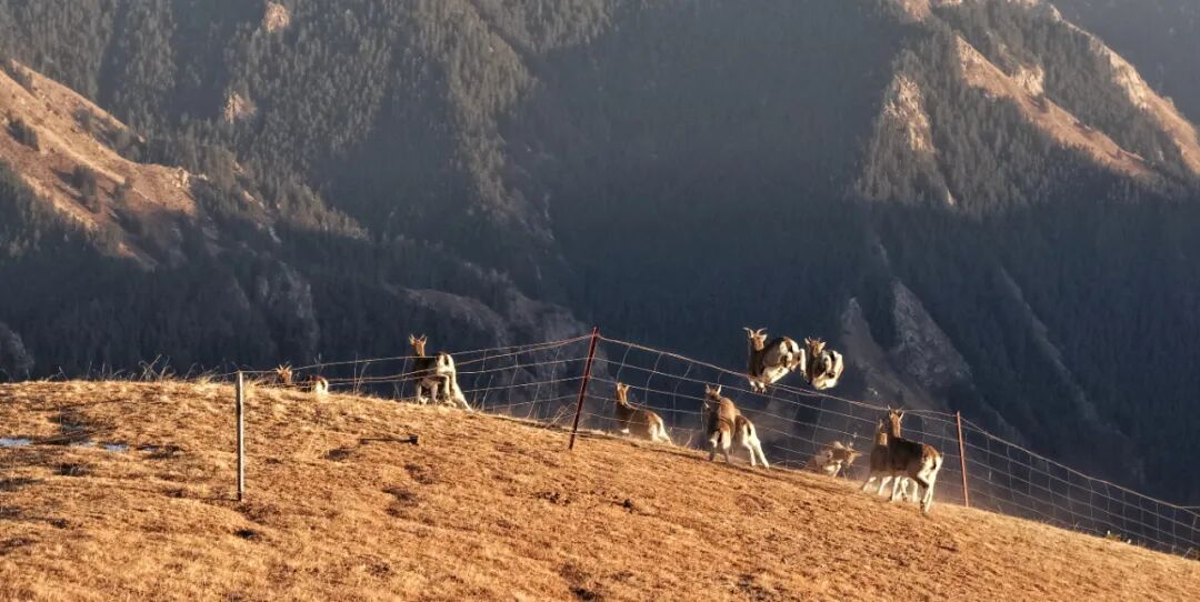 甘肃山丹马场：马鹿、狍鹿、岩羊同框出镜