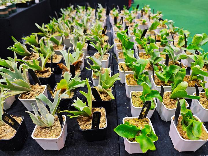 年轻人热捧的“带锦热植”究竟是什么？