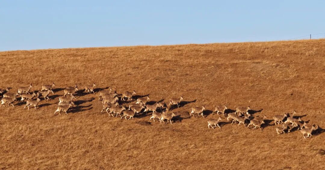 甘肃山丹马场：马鹿、狍鹿、岩羊同框出镜