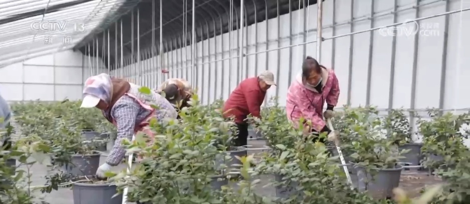 寒潮来袭 多地农业部门全力做好粮食抢收和防寒保暖工作