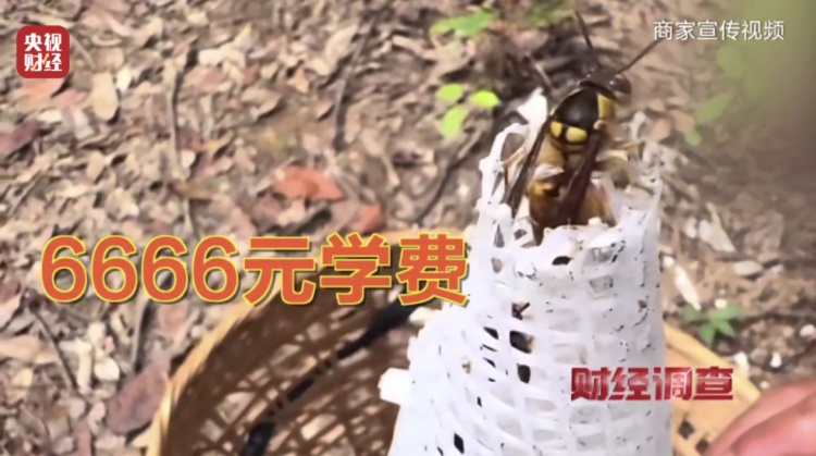“杀人蜂”竟遭滥养！有人赚得盆满钵满