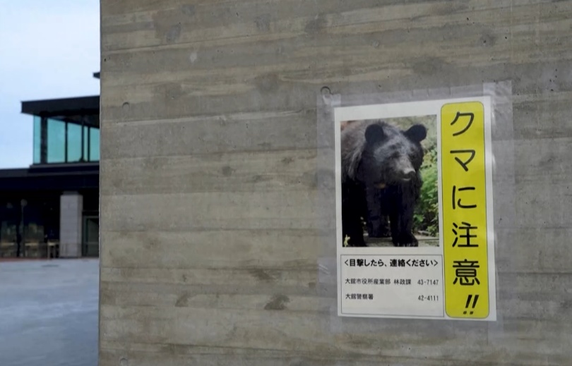 日本熊闯入繁华地区商场，被警察麻醉后杀死！近期它们还闯入新干线、机场……