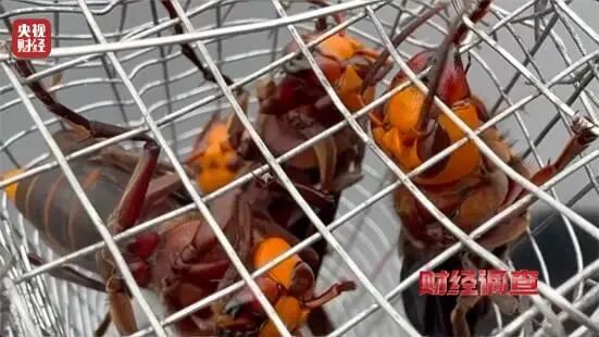 “杀人蜂”竟遭滥养！有人赚得盆满钵满
