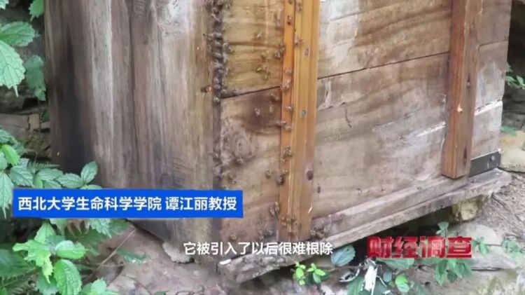 “杀人蜂”竟遭滥养！有人赚得盆满钵满