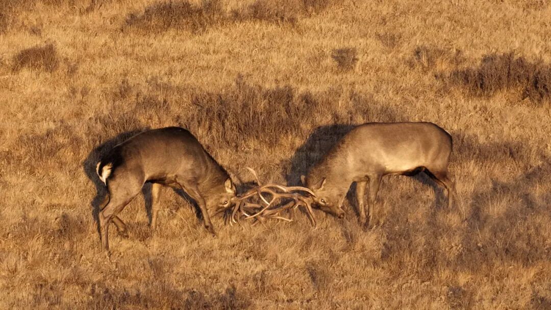 甘肃山丹马场：马鹿、狍鹿、岩羊同框出镜