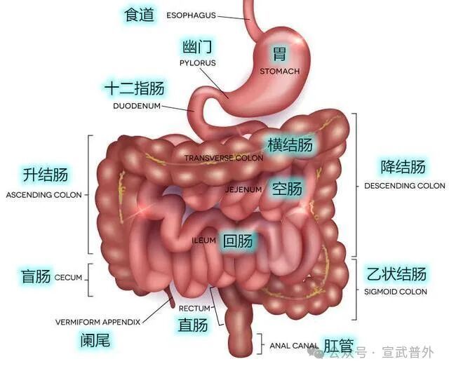 手术之后，医生为什么总问有没有放屁？
