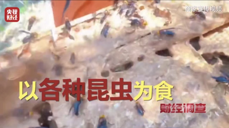 “杀人蜂”竟遭滥养！有人赚得盆满钵满