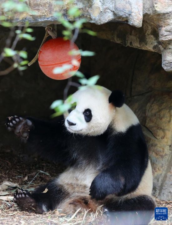 探访旅居澳大利亚的大熊猫“星秋”“怡兰” 探访旅居澳大利亚的大熊猫“星秋”“怡兰”