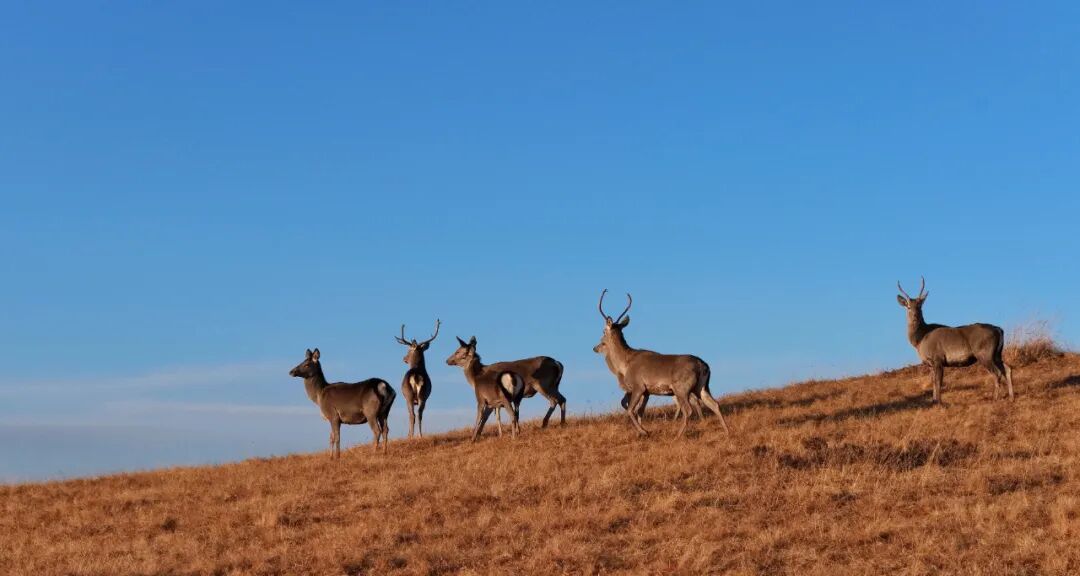 甘肃山丹马场：马鹿、狍鹿、岩羊同框出镜