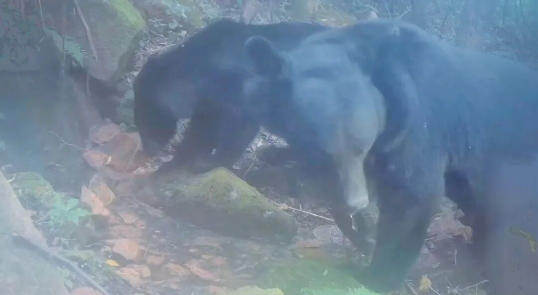 熊出没!还有动物“大狂欢”!就在辽宁的这片森林里! 熊出没!还有动物“大狂欢”!就在辽宁的这片森林里!