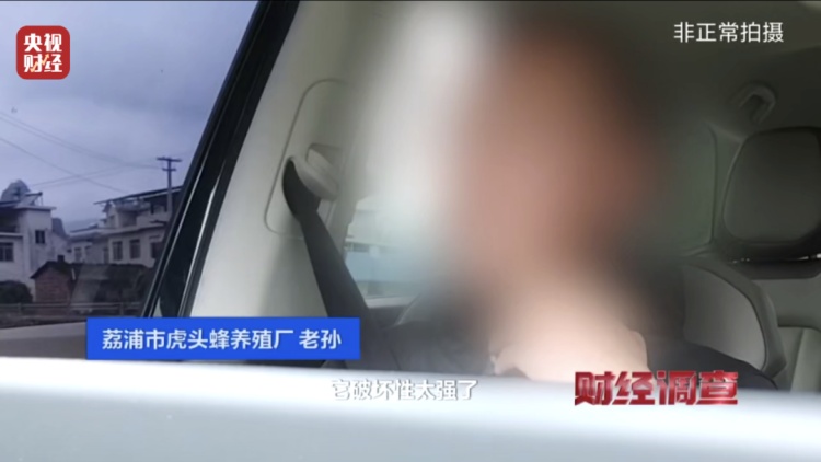 “杀人蜂”竟遭滥养！有人赚得盆满钵满