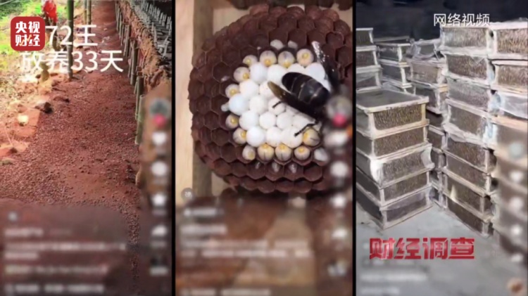 “杀人蜂”竟遭滥养！有人赚得盆满钵满