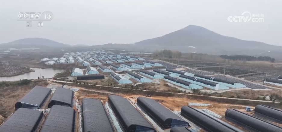 寒潮来袭 多地农业部门全力做好粮食抢收和防寒保暖工作