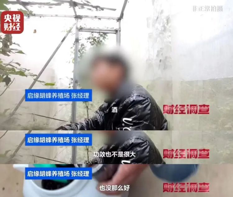 “杀人蜂”竟遭滥养！有人赚得盆满钵满