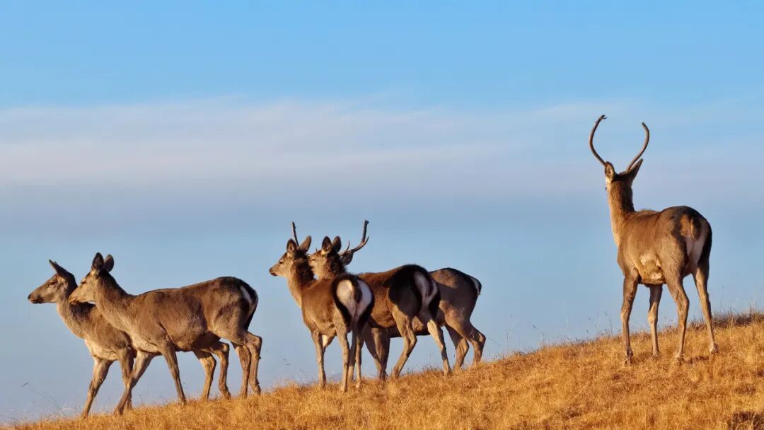 甘肃山丹马场：马鹿、狍鹿、岩羊同框出镜