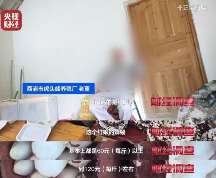 “杀人蜂”竟遭滥养！有人赚得盆满钵满