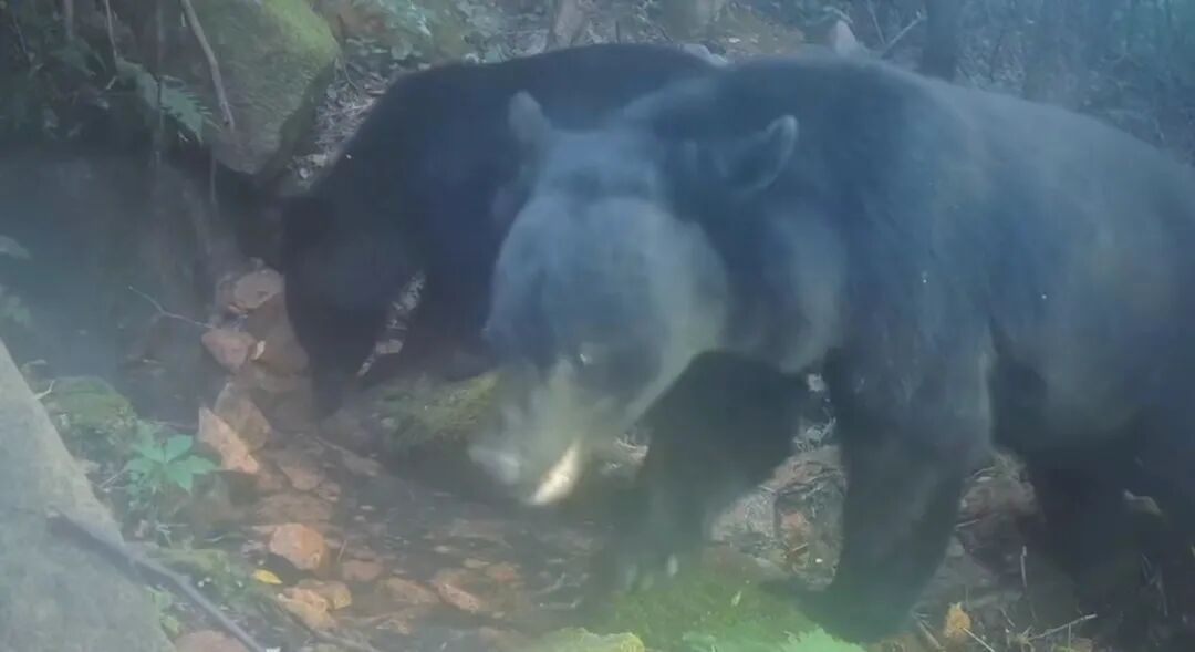 熊出没!还有动物“大狂欢”!就在辽宁的这片森林里! 熊出没!还有动物“大狂欢”!就在辽宁的这片森林里!