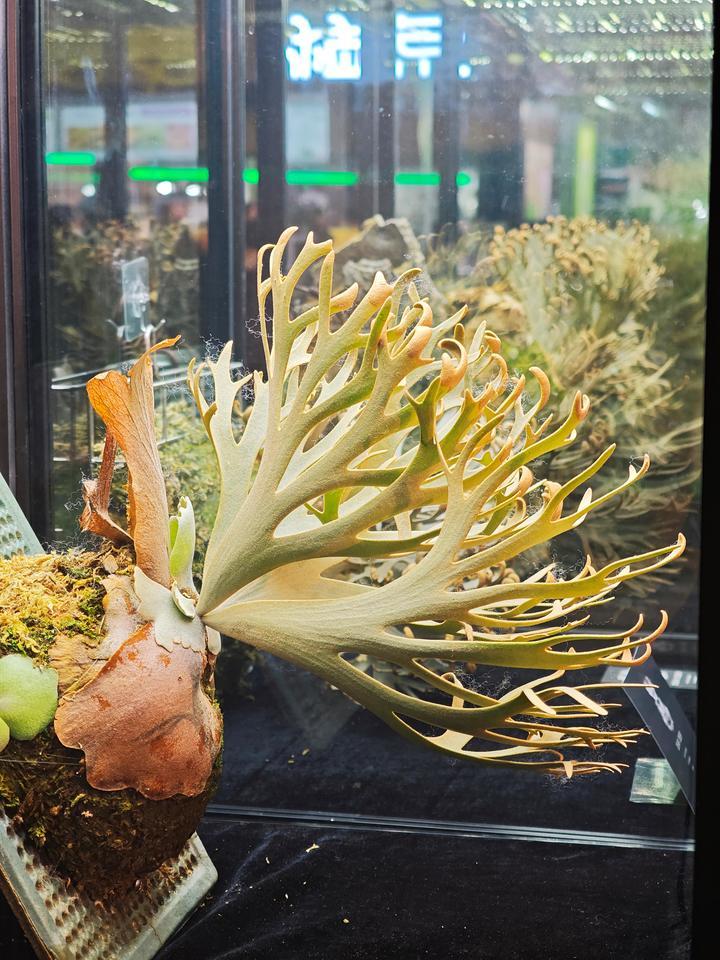 年轻人热捧的“带锦热植”究竟是什么？