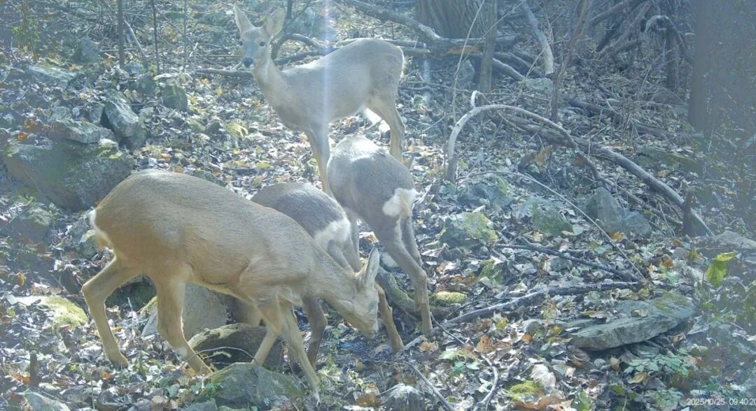 熊出没!还有动物“大狂欢”!就在辽宁的这片森林里! 熊出没!还有动物“大狂欢”!就在辽宁的这片森林里!