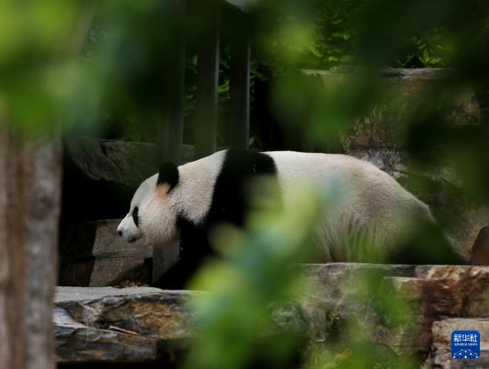 探访旅居澳大利亚的大熊猫“星秋”“怡兰” 探访旅居澳大利亚的大熊猫“星秋”“怡兰”