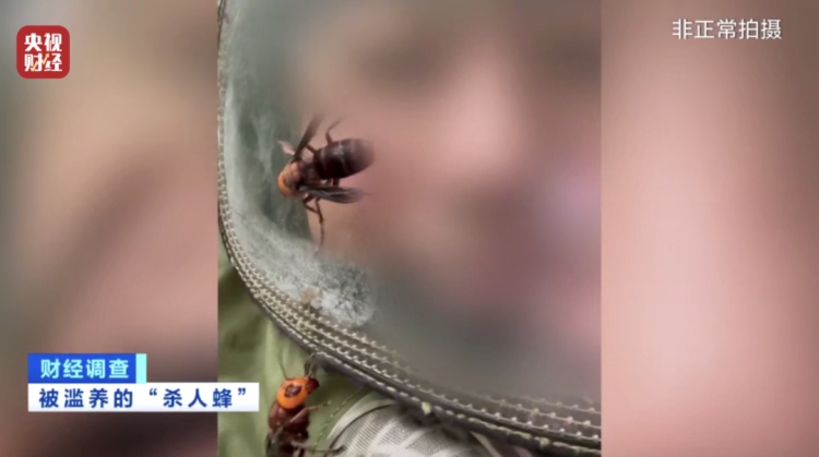 “杀人蜂”竟遭滥养！有人赚得盆满钵满