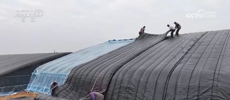 寒潮来袭 多地农业部门全力做好粮食抢收和防寒保暖工作