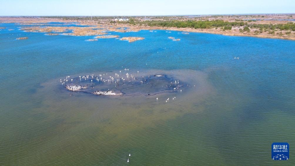 中国之城丨山东东营：河海交汇的湿地之城