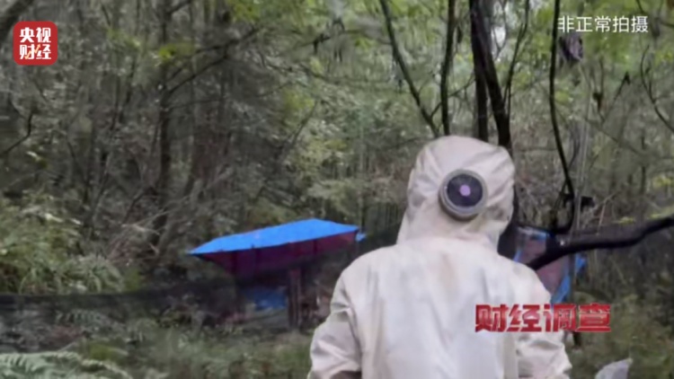 “杀人蜂”竟遭滥养！有人赚得盆满钵满