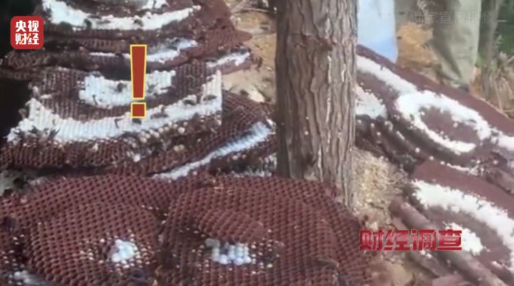 “杀人蜂”竟遭滥养！有人赚得盆满钵满