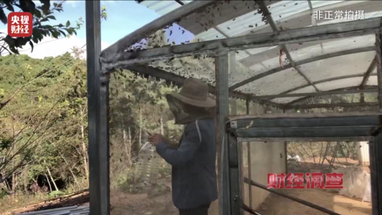 “杀人蜂”竟遭滥养！有人赚得盆满钵满