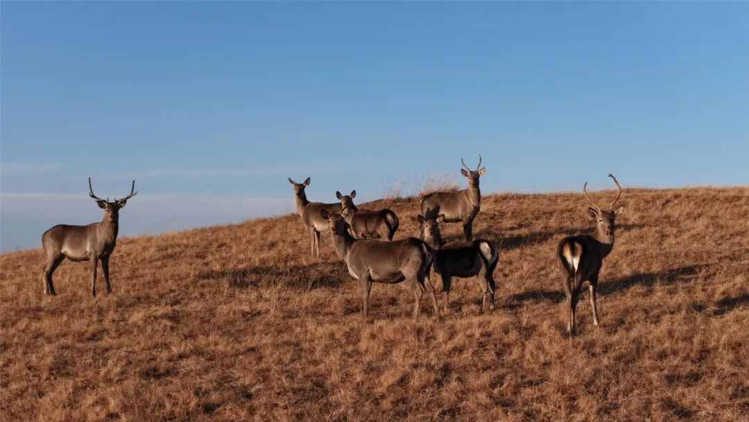 甘肃山丹马场：马鹿、狍鹿、岩羊同框出镜