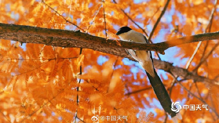 喜鹊在北京的初冬出片了